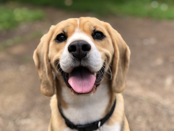 金毛犬接受训练