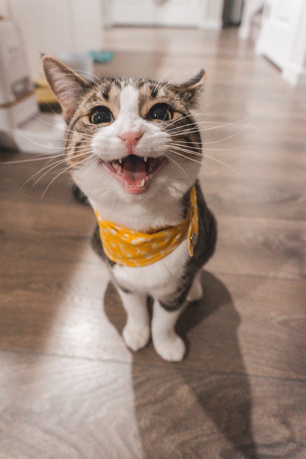 猫警惕防御的姿态