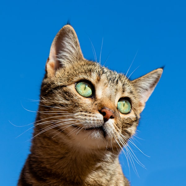 一只猫在发出低吼声