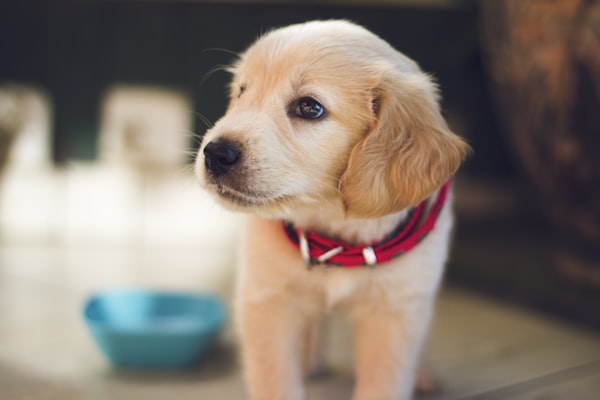 金毛犬在家庭环境中