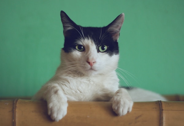 猫玩耍时咬玩具的场景